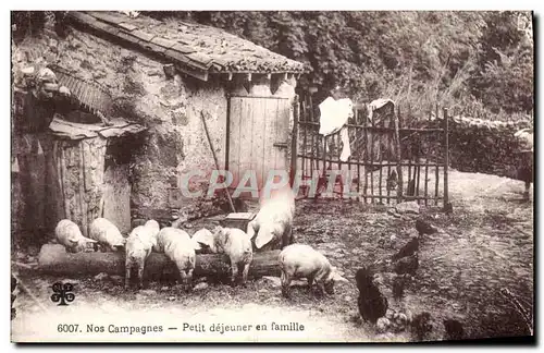 Ansichtskarte AK Folklore Petit dejeuner en famille Cochons Porcs