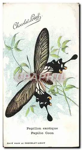 Ansichtskarte AK Papillon exotique Papilio coon Chocolat Louit