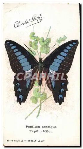Cartes postales Papillon exotique Papilio Milon Chocolat Louit