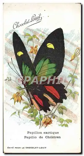 Ansichtskarte AK Papillon exotique Papilio de Children Chocolat Louit