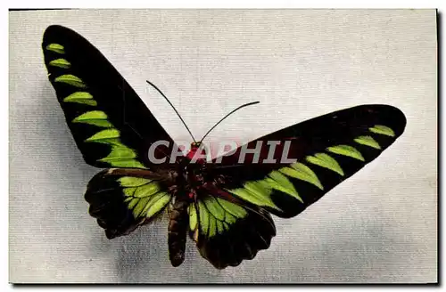 Cartes postales Papillon Ornithoptera Brookeana