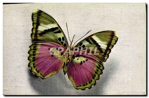 Ansichtskarte AK Papillon Cethosia Tonkin Indochine Vietnam