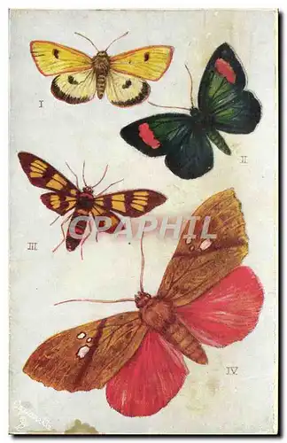 Cartes postales Papillon Foreign Moths Diacrisia Sannio Euchromia Sangala Gloriosa Siamensis Miniodes Discolor