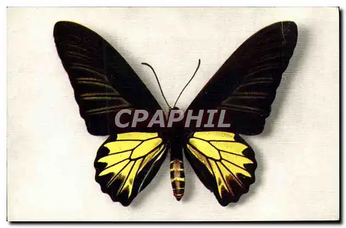 Cartes postales Papillon Papilio Aecus Kaguya Formose Chine China