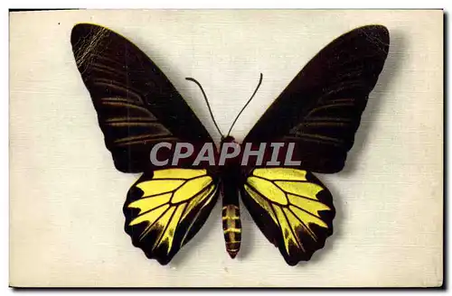 Cartes postales Papillon Papilio Aecus Kaguya Formose Chine China