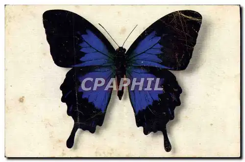 Ansichtskarte AK Papillon Papilio Tlegonus Java