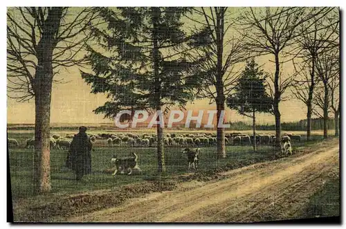 Cartes postales Folklore Berger et ses moutons Chien