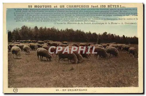 Cartes postales Folklore En Champagne Moutons