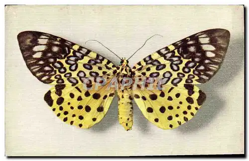 Cartes postales Fantaisie Papillon Moorea Argus Collection Boubee