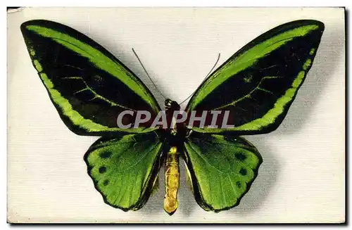 Ansichtskarte AK Fantaisie Papillon Ornithoptera Aruana Aru Islande Collection Boubee