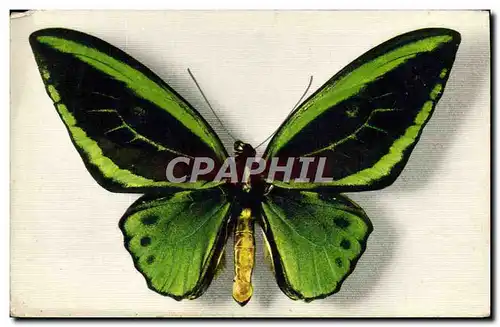 Cartes postales Fantaisie Papillon Ornithoptera Aruana Aru Islande Collection Boubee