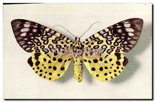 Cartes postales Fantaisie Papillon Moorea Argus Collection Boubee