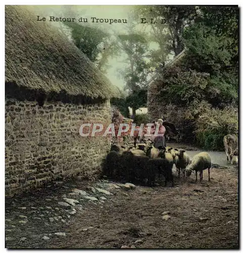 Cartes postales Folklore Le retour du troupeau Moutons
