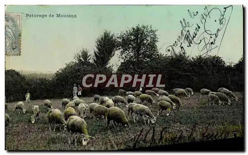 Cartes postales Folklore Paturage de moutons