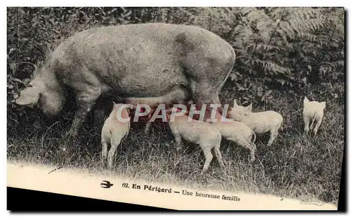 Cartes postales Folklore En Perigord Une heureuse Famille Cochon Porc