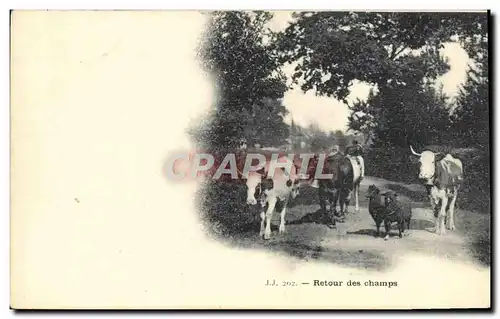Cartes postales Vaches Retour des champs Moutons