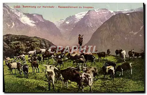 Cartes postales Chevre Sammlung zur Heimkekr