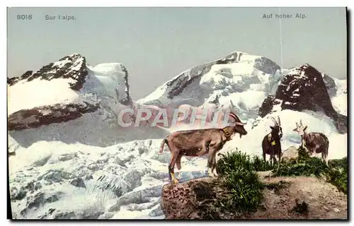 Cartes postales Chevre Sur l&#39Alpe