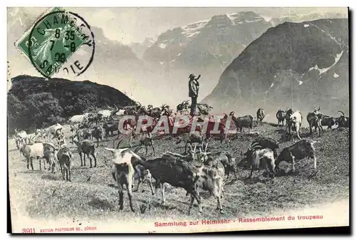 Cartes postales Chevre Rassemblement du troupeau