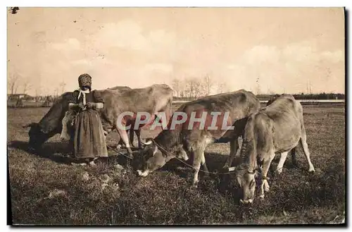 Cartes postales Folklore Vaches