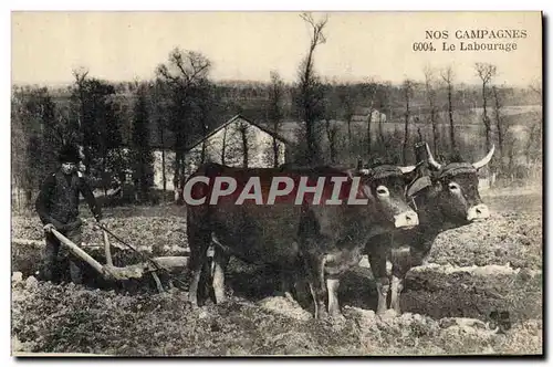 Cartes postales Folklore Labourage Boeufs