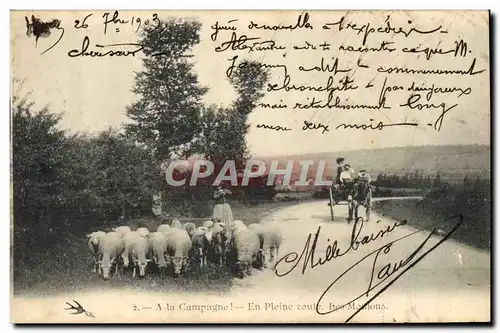 Cartes postales Folklore En pleine route Les moutons AttelageAne Mule