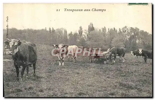 Cartes postales Folklore Troupeaux aux champs Vaches