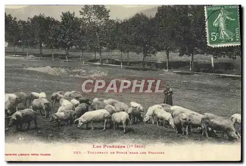 Ansichtskarte AK Folklore Les Pyrenees Troupeaux de porcs dans les prairies Moutons