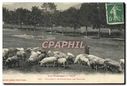 Cartes postales Folklore Les Pyrenees Troupeaux de porcs dans les prairies Moutons