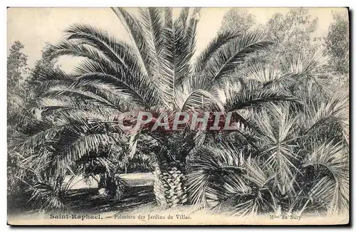 Cartes postales Saint Raphael Palmiers des Jardins de villas