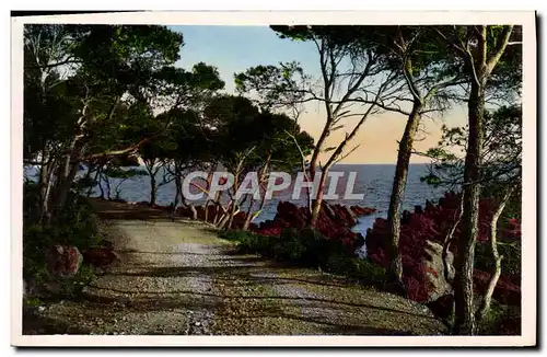 Cartes postales Le Chemin Sous Les Pins