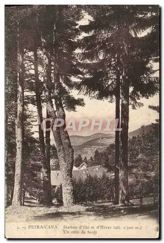 Cartes postales Peira Cava Un coin de foret