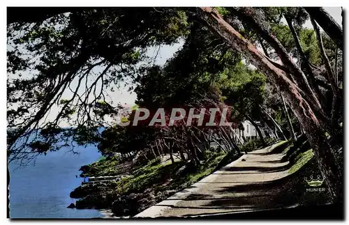 Cartes postales Menton Sous bois au Cap Martin