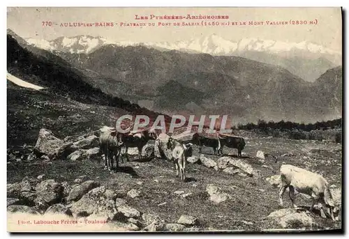 Cartes postales Aulus Les Bains Plateaux Du Pont De Saleix et le Mont Vallier Vaches