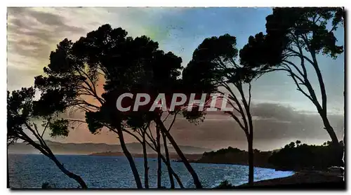 Cartes postales moderne La Cote D&#39Azur Coucher De Soleil A Travers Les Pins Parasols