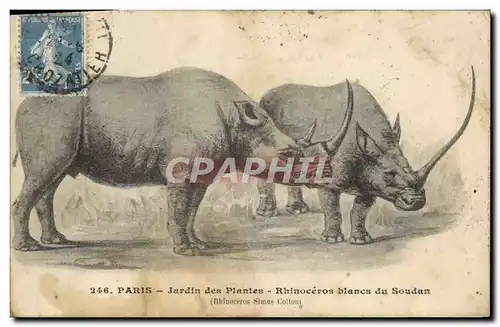 Cartes postales Paris Jardin Des Plantes Rhinoceros Blancs Du Soudan