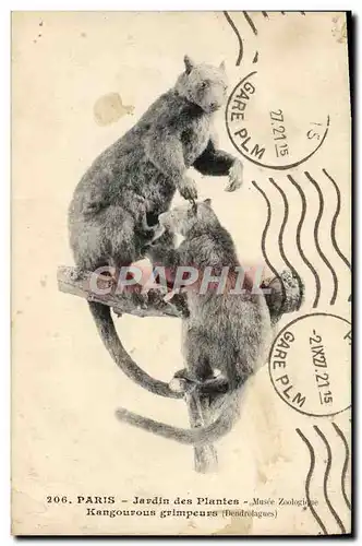 Cartes postales Paris Jardin Des Plantes Musee Zoologique Kangourous grimpeurs Dendrolagues