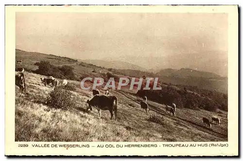 Cartes postales Vallee De Wesswerling Au Col Du Herrenberg Troupeau au Hus Refuge Vaches