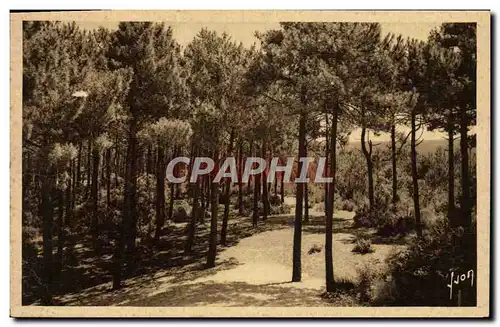 Cartes postales Pyla Sur Mer Les Pins Vers La Grande Dune