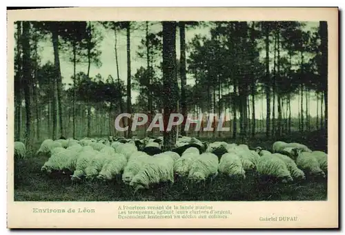 Cartes postales Environs de Leon Moutons