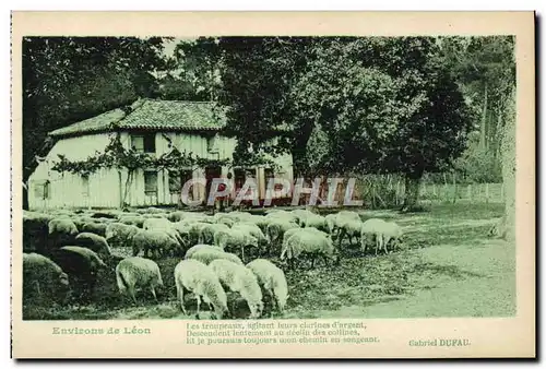 Cartes postales Environs de Leon Moutons