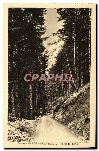 Cartes postales Peira Cava Environs Foret de Tuini