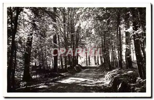 Cartes postales moderne Montfort L&#39Amaury Promenade en Foret