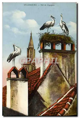 Cartes postales Strasbourg Nid De Cigognes