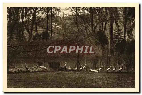 Ansichtskarte AK Parc Zoologique de Cleres Grues dverses Zoo