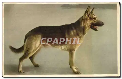 Cartes postales Chien Berger allemand