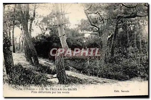 Cartes postales St Trojan Les Bains Pins Deformes Par Les Vents Ile d'Oleron