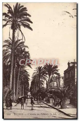 Cartes postales Hyeres L&#39Avenue des Palmiers