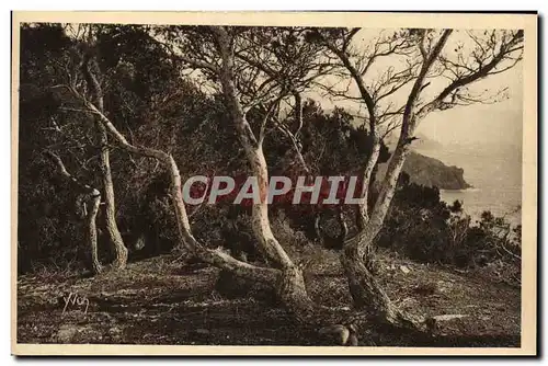 Ansichtskarte AK Les Iles d&#39Hyeres Porquerolles Les pins d&#39Alep