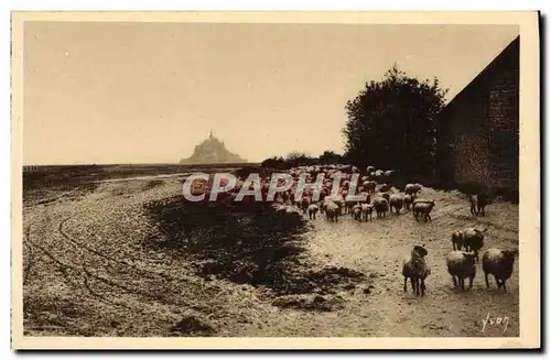 Cartes postales Le Mont St Michel Pres Sales Retour du paturage Moutons